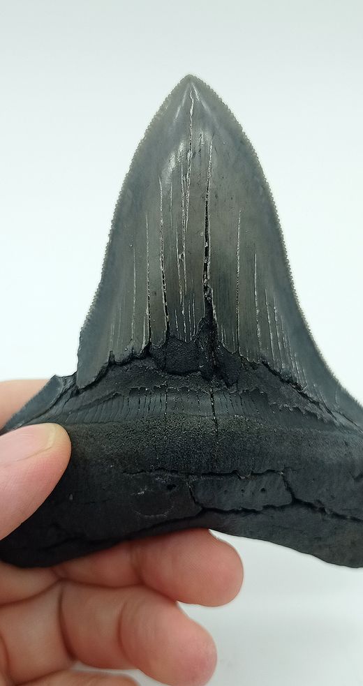 Diente fósil de tiburón - Carcharocles megalodon