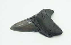 Diente fósil de tiburón - Carcharocles megalodon