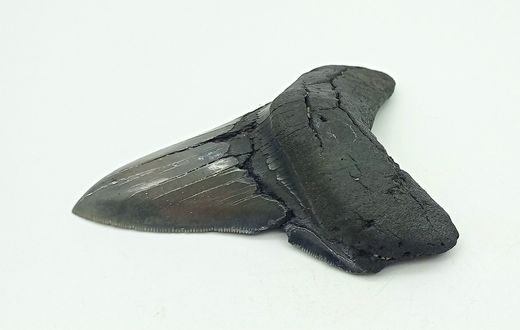 Diente fósil de tiburón - Carcharocles megalodon