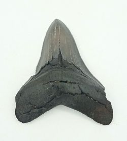 Diente fósil de tiburón - Carcharocles megalodon