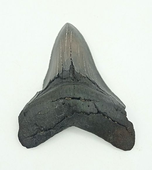 Diente fósil de tiburón - Carcharocles megalodon