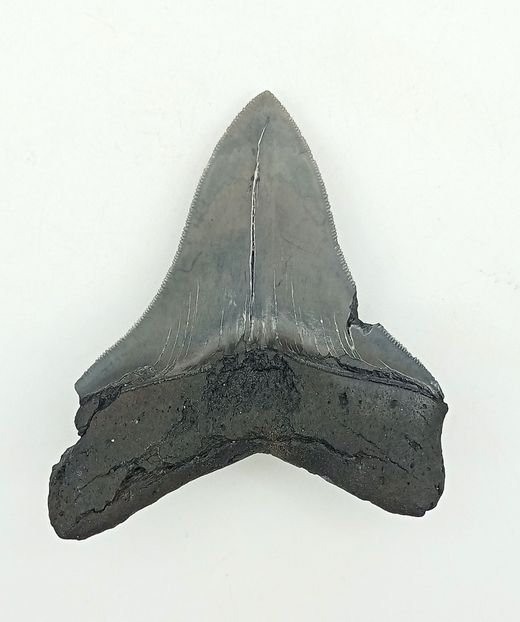 Diente fósil de tiburón - Carcharocles megalodon
