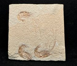 Carpopenaeus callirostris (Gamba Fósil)