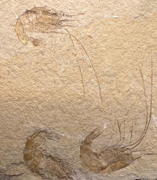 Carpopenaeus callirostris (Gamba Fósil)