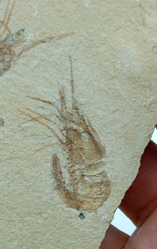 Carpopenaeus callirostris Grupo de 2 (Gamba fósil)