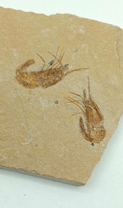 Carpopenaeus callirostris Grupo de 2 (Gamba fósil)