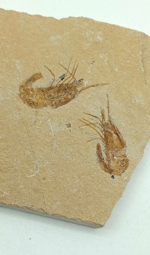 Carpopenaeus callirostris Grupo de 2 (Gamba fósil)