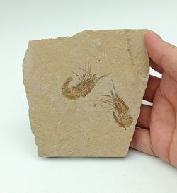 Carpopenaeus callirostris Grupo de 2 (Gamba fósil)