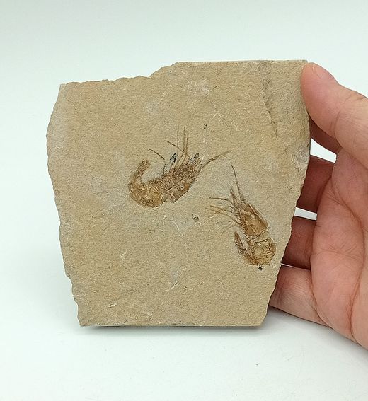 Carpopenaeus callirostris Grupo de 2 (Gamba fósil)
