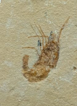 Carpopenaeus callirostris Grupo de 2 (Gamba fósil)