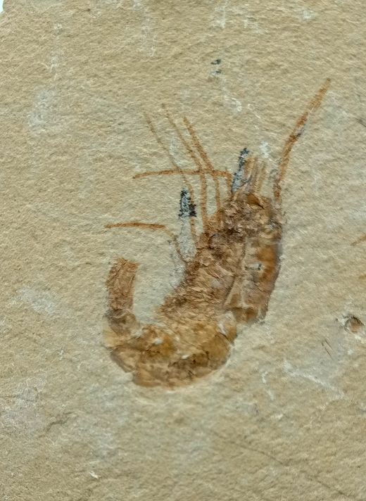 Carpopenaeus callirostris Grupo de 2 (Gamba fósil)