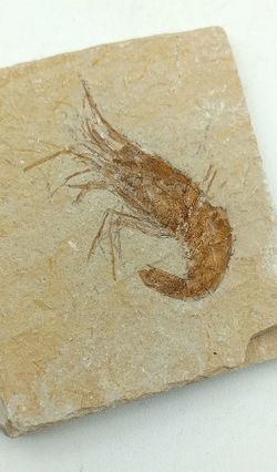 Carpopenaeus (Gamba fósil)
