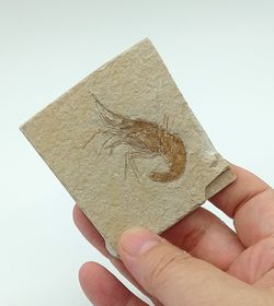 Carpopenaeus (Gamba fósil)