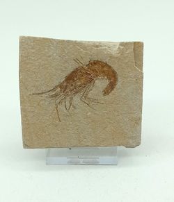 Carpopenaeus (Gamba fósil)