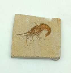 Carpopenaeus (Gamba fósil)
