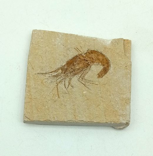 Carpopenaeus (Gamba fósil)