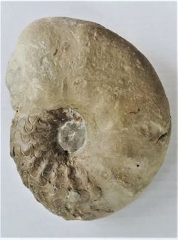 Ceratites (Acanthoceratites) laevigatus