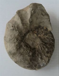 Ceratites (Acanthoceratites) laevigatus
