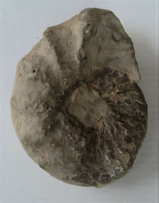 Ceratites (Acanthoceratites) laevigatus