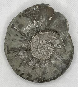 Ceratites evolutus