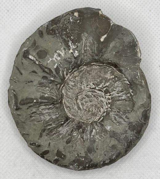 Ceratites evolutus