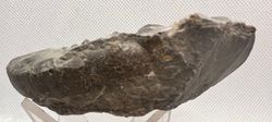 Ceratites evolutus