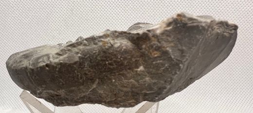Ceratites evolutus