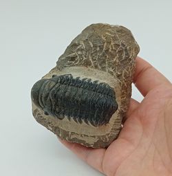 Cheirurus gibbus (Artrópodo)