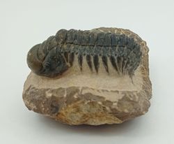 Cheirurus gibbus (Artrópodo)