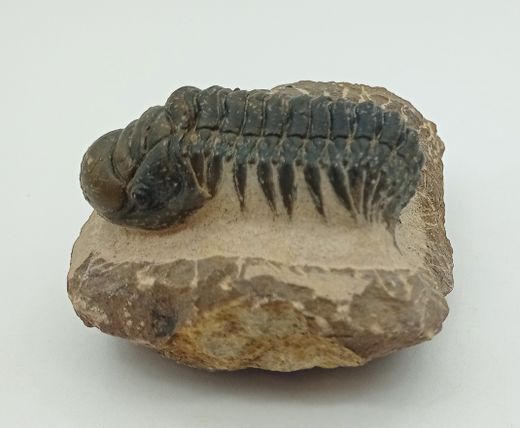 Cheirurus gibbus (Artrópodo)
