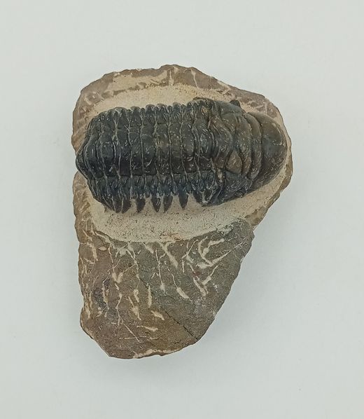 Cheirurus gibbus (Artrópodo)