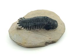 Cheirurus gibbus (Artrópodo)