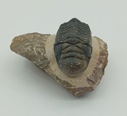 Cheirurus gibbus (Artrópodo)