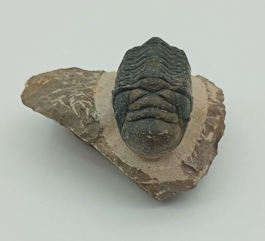 Cheirurus gibbus (Artrópodo)