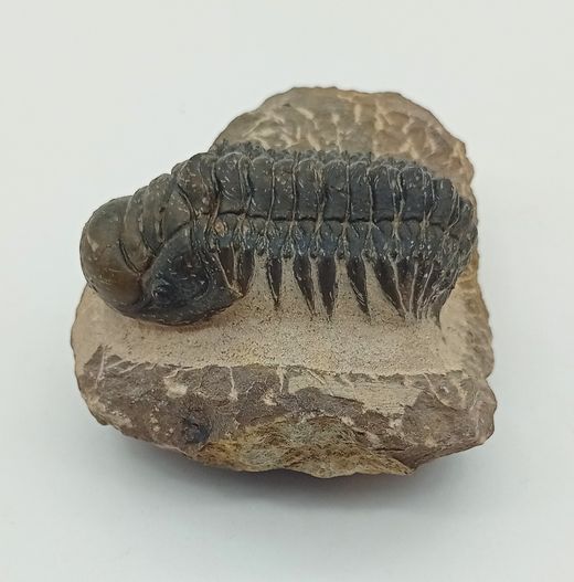 Cheirurus gibbus (Artrópodo)
