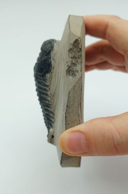 Cheirurus gibbus (Artrópodo)