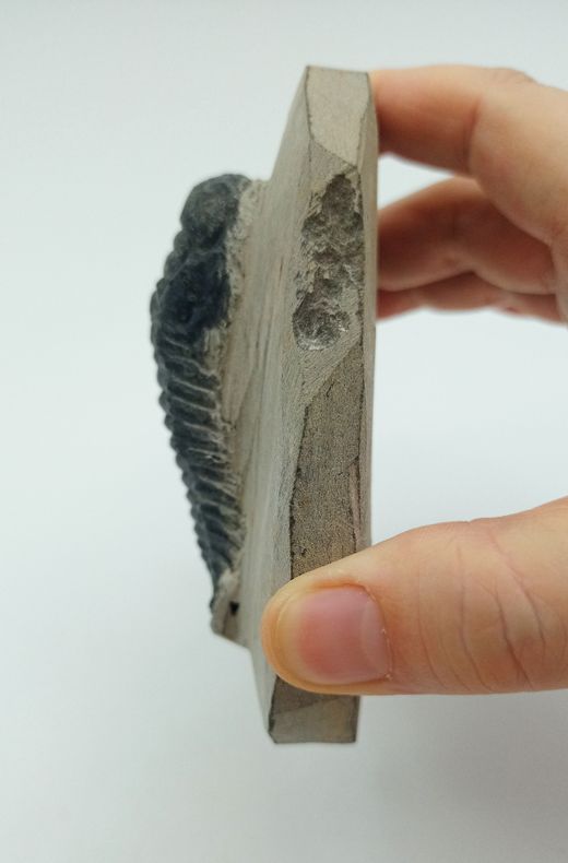 Cheirurus gibbus (Artrópodo)