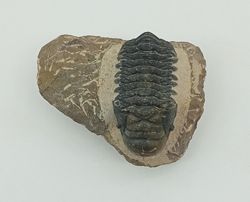 Cheirurus gibbus (Artrópodo)