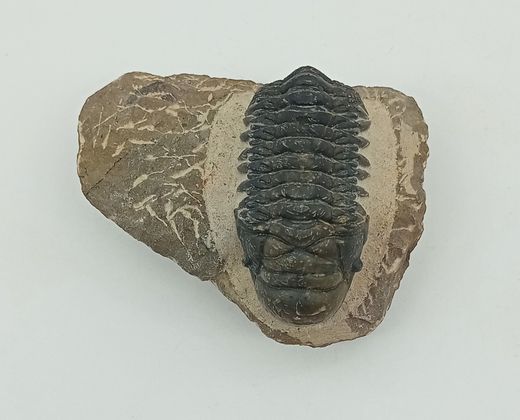 Cheirurus gibbus (Artrópodo)