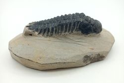 Cheirurus gibbus (Artrópodo)