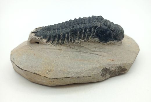 Cheirurus gibbus (Artrópodo)