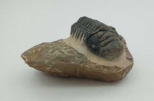 Cheirurus gibbus (Artrópodo)
