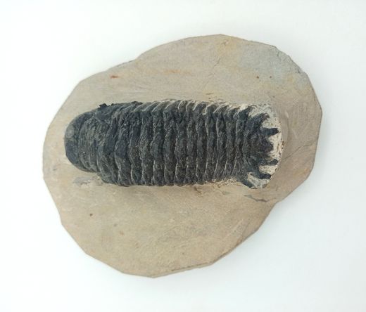 Cheirurus gibbus (Artrópodo)