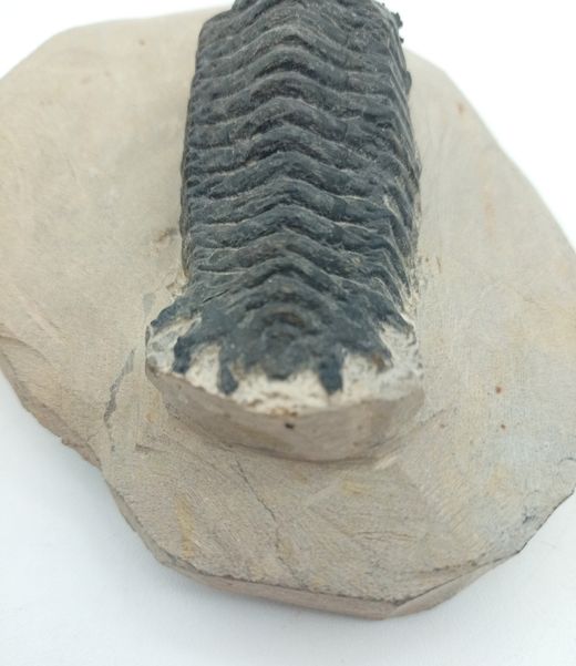 Cheirurus gibbus (Artrópodo)