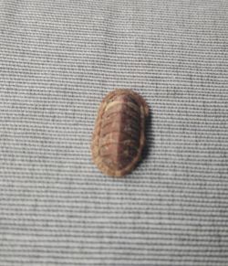 Chiton tricostalis