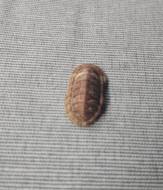 Chiton tricostalis