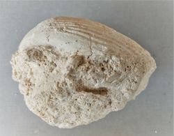 Chlamys (valva en matriz)