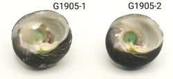 Chlorostoma xanthostigma