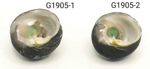 Chlorostoma xanthostigma