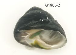Chlorostoma xanthostigma